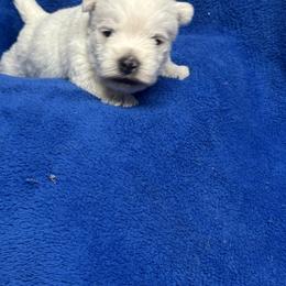 Boy 1 - White male West Highland White Terrier puppy in Scurry, Texas from Karen Williams's West Highland White Terriers