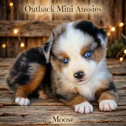 Moose - Blue merle male Australian Shepherd puppy in Ranger, Texas from Outback Mini Aussies