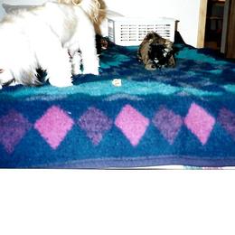 Shih Tzu Puppies from Shih Tzu Dreams Come True