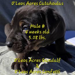 MALE - 1 - Black male Catahoula Leopard Dog puppy in Perry, Florida from O'Leos' Acres Catahoulas
