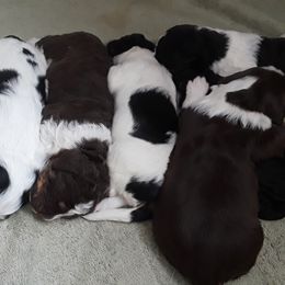 Bernedoodle, Goldendoodle, and Soft Coated Wheaten Terrier Puppies from Red Brick Doodles