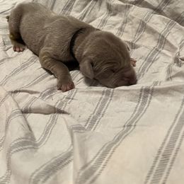 Boy 3 - Chocolate Great Dane puppy in Pennsylvania from Pocono Mountain Great Danes