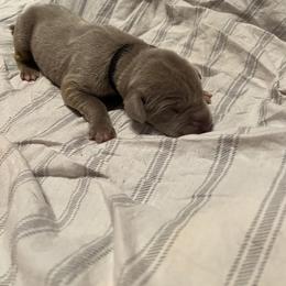 Boy 3 - Chocolate Great Dane puppy in Pennsylvania from Pocono Mountain Great Danes