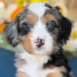 Two toe - male Bernedoodle puppy in Yuciapa, California from AlltheDoodlez_