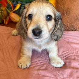 Dove - Cream female Dachshund puppy in Perryville, Maryland from Heavenly Heritage Dachshunds and Doods