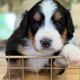 Ava - Tri-color female Bernedoodle puppy in Yuciapa, California from AlltheDoodlez_