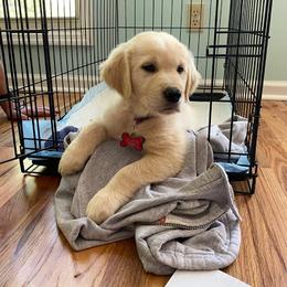 Golden Retriever Puppies from The Golden Court