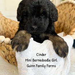 Cinder - Phantom female Bernedoodle puppy in Grove, Oklahoma from Guinn Family Farms