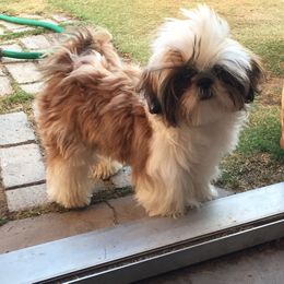 Shih Tzu Puppies from Willow Lane Shih Tzus