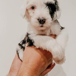 Sheepadoodle Puppies from DOODCompany