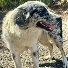 Diva - Blue merle female Australian Shepherd puppy in Oroville, California from Puppy Love Ranch Mini Aussies