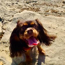 Cavalier King Charles Spaniel puppies from Kalama Cavaliers