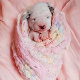 Dalmatian Puppies from Rock a Dalmatian “RockADal”