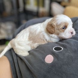 Cavalier King Charles Spaniel and Cavapoo Puppies from Larisa's Cavaliers