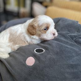 Cavalier King Charles Spaniel and Cavapoo Puppies from Larisa's Cavaliers
