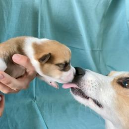 Pembroke Welsh Corgi Puppies from Pembroke Welsh Corgis at Belle Haven