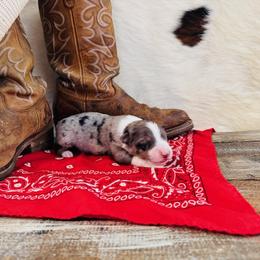 'Elsa' - Blue merle female Australian Shepherd puppy in Durand, Wisconsin from Larson’s Legacy Aussome Aussie Kennels