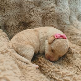 Cream girl - Cream female Labradoodle puppy in Churchill County Fallon, Nevada from Card Family Ranch