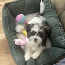 Amy - Girl 1 - Black and white female Shichon puppy in Owenton, Kentucky from Robertson's Dream Ranch Aussies & Teddy's