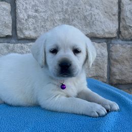 Girl 2(Purple Collar) - Yellow female Labrador Retriever puppy in Mansfield, Missouri from Leadhill Labs