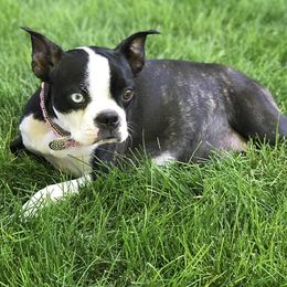 Boston Terriers from Wolf Ridge Boston Terriers