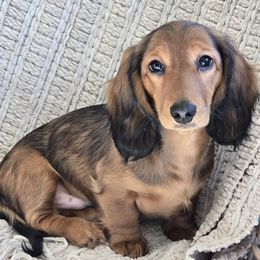 Dachshund Puppies from Bluegrass Dachshunds