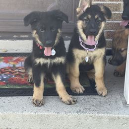 German Shepherd Puppies from Wurdevoll Kennels