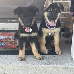 German Shepherd Puppies from Wurdevoll Kennels