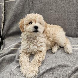 Havapoo Puppies from Derbyville Havapoos
