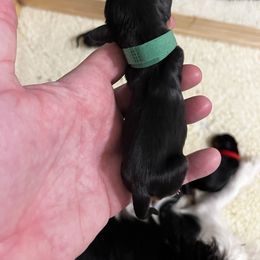 Ephraim - Dark Green Boy - Black and tan male Cavalier King Charles Spaniel puppy in Little Rock, Arkansas from Montra Japanese Chin & Cavalier King Charles Spaniels