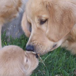 Golden Retrievers from Yellow Rose