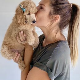 Bernedoodle, Goldendoodle, and Poodle Puppies from Central Valley Canine Companions