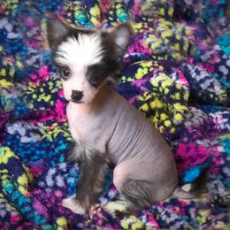 Chihuahua and Chinese Crested Puppies from Western Kentucky Chihuhua and Chinese Crested