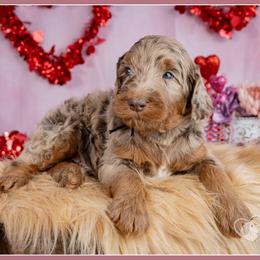 Eros - Chocolate merle male Bernedoodle puppy in Connersville, Indiana from Deaz Doodle Ranch