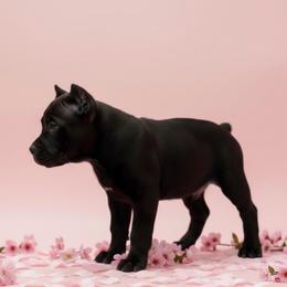 Female 1 - Gray female Cane Corso puppy in Haslet, Texas from Trained To Go Corso Kennels (T.T.G. Corso Kennels)