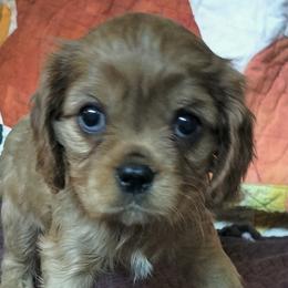 Ginger Snap - Ruby female Cavalier King Charles Spaniel puppy in Franklin, North Carolina from Cavaliers of the County Macon