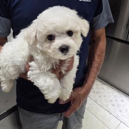 Puppy Blue - White male Bichon Frise puppy in Cape Coral, Florida from Arralaine Pups