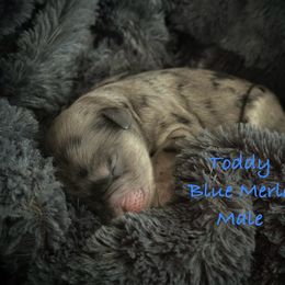 Toddy - Blue merle male Aussiedoodle puppy in Mulino, Oregon from Korbella Farm