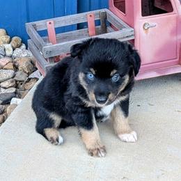 Stoney - Black tri male Miniature Australian Shepherd puppy in Lufkin, Texas from Texas Lil Cowdogs