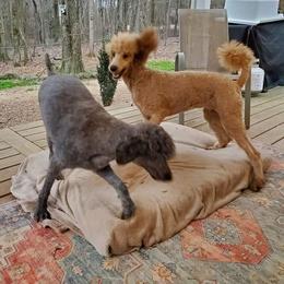 Dalmatian and Poodle Puppies from Reeves Family Standards