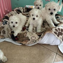 Miniature Schnauzer and Shih Tzu Puppies from Cutie Shihtzu, Miniature Schnauzer