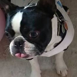 Boston Terriers and Boxers from Boxer and Boston Fanatic