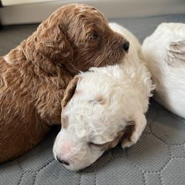 Poppy - Red  female Poodle puppy in Nixa, Missouri from Foxtrot Farm Poodles