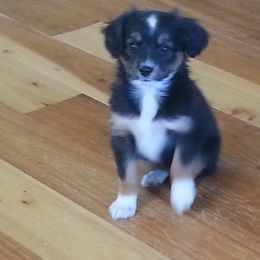 Miniature Australian Shepherd All Grown Up from Noble Custom Mini and Toy Aussies
