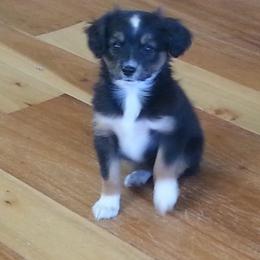 Miniature Australian Shepherd All Grown Up from Noble Custom Mini and Toy Aussies