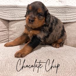Chocolate chip - Merle male Goldendoodle puppy in Burleson, Texas from Kendall’s Kennel