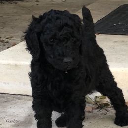Poodle Puppies from Southern Standards