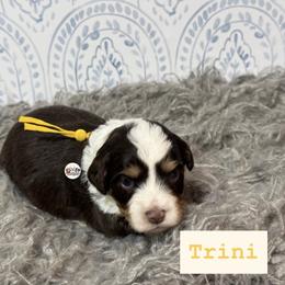 Trini - Red tri-color female Aussiedoodle puppy in Fort Worth, Texas from Doodles by Dada