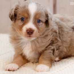 Miniature Australian Shepherds and Toy Australian Shepherds from Rolling Ridge Farms