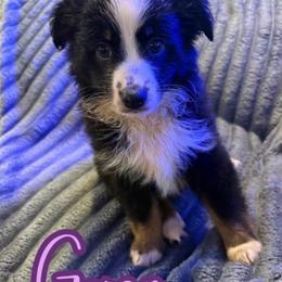 Gwen - Black tri female Toy Australian Shepherd puppy in Union Grove, North Carolina from Grove Farm